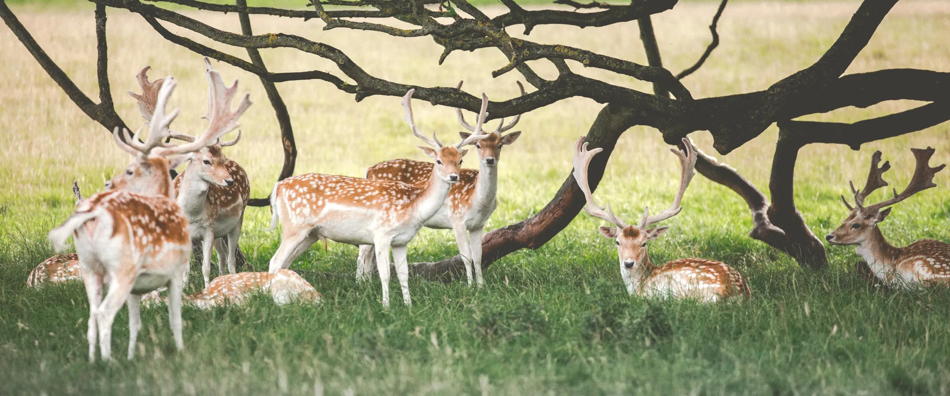Chilla Wildlife Sanctuary